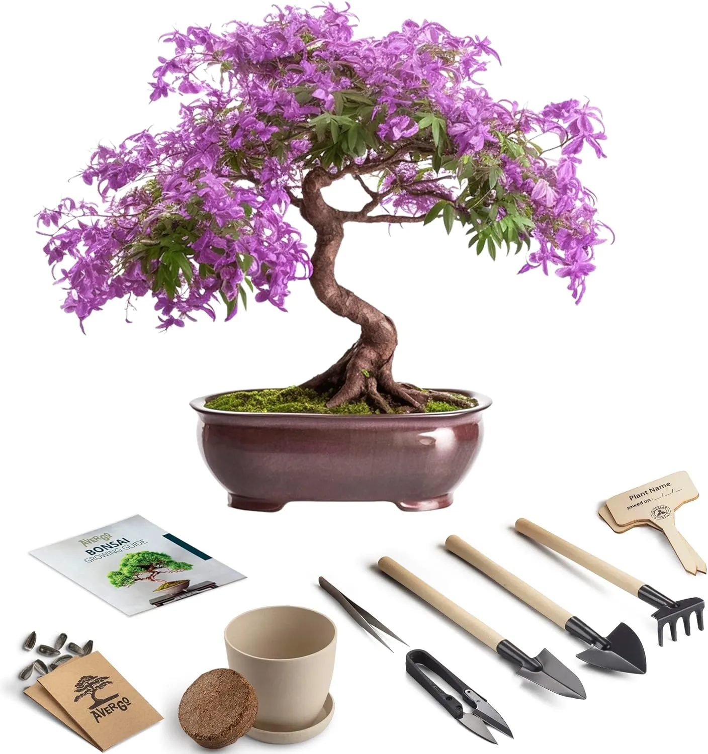 Bonsai Starter Kit – 1x Jacaranda Bonsai Tree | Complete Indoor Starter Kit for Growing Plants with Tools & Planters – Gardening Gifts for Women & Men