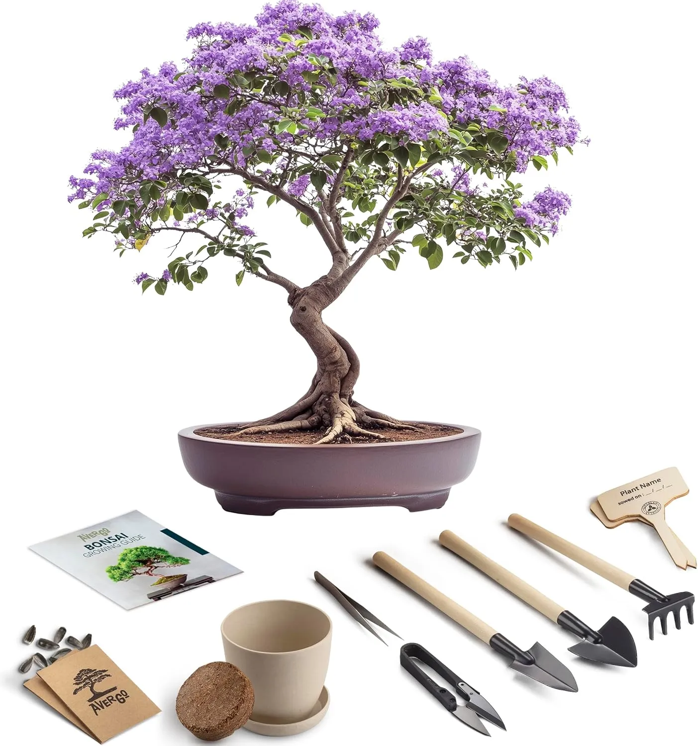 Bonsai Starter Kit – Growing Jacaranda Bonzai Tree from Seeds | Complete Indoor Tree Kit for Growing Plants with Tools & Planter – Gardening Gifts for Mother, Women & Men
