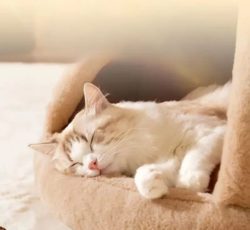 Triangle Pet Tent Bed – Four-Season Triangle Nest for Dogs & Cats with Plush Mattress